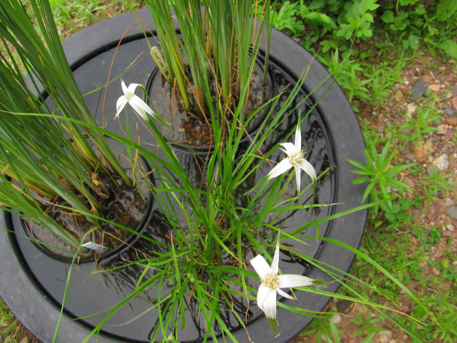 Marginal Pond Plants Wiltrout Nursery Chippewa Falls, WI